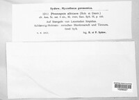 Stemphylium vesicarium image
